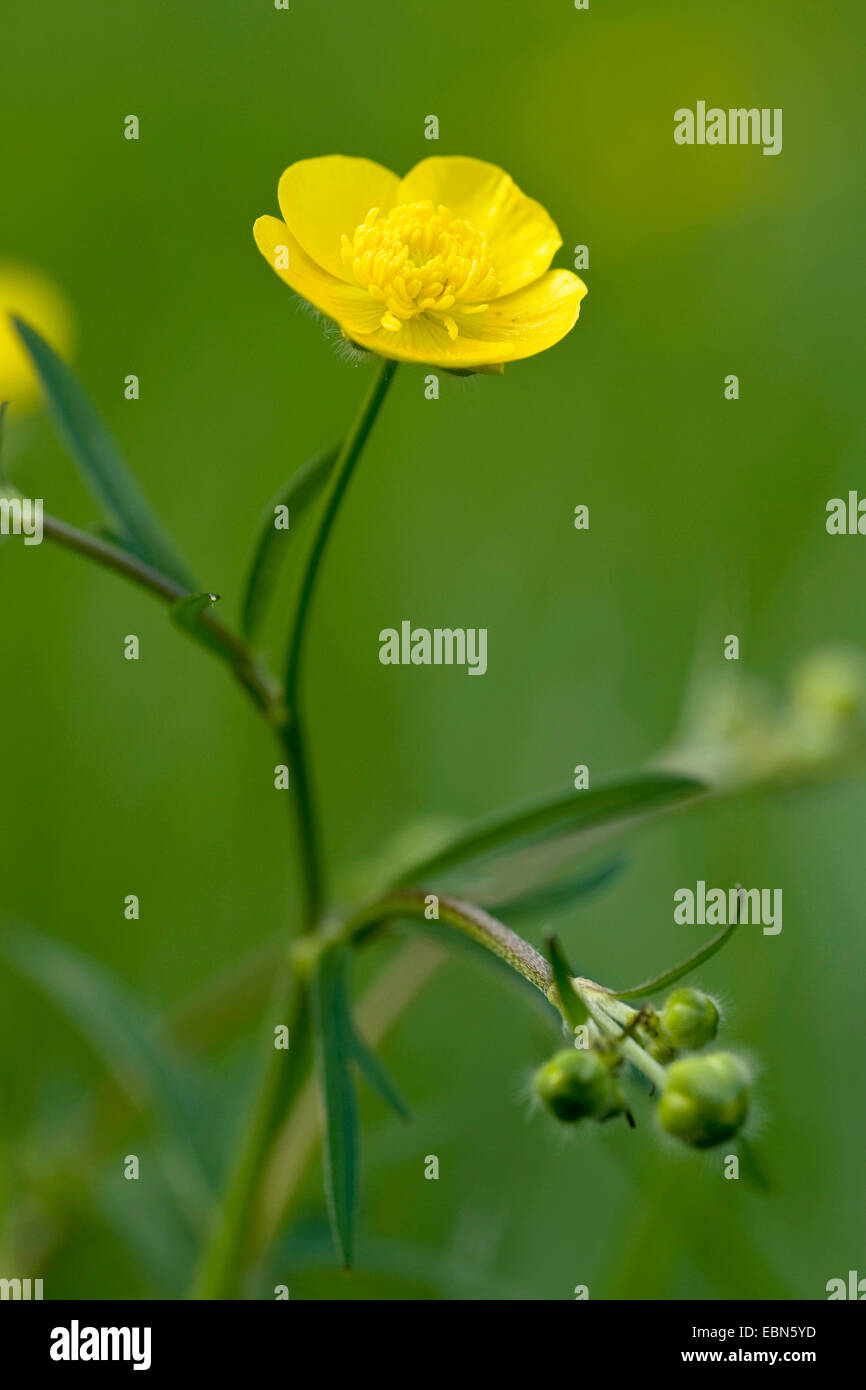 La renoncule âcre, montage vertical meadow crowfoot (Ranunculus acris), blooming, Allemagne Banque D'Images