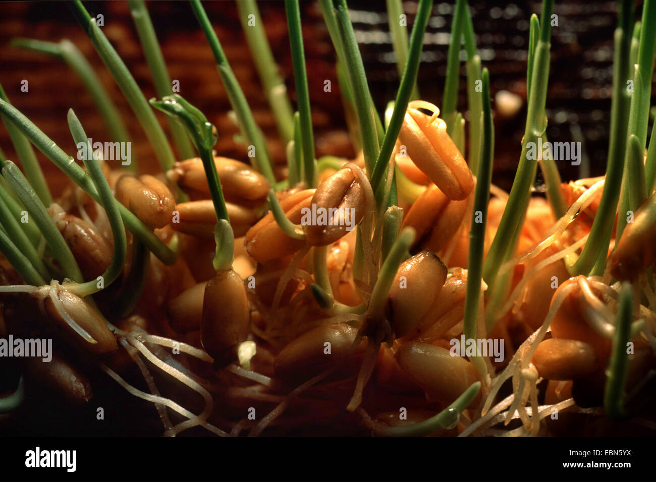 Le blé tendre, cultivé du blé (Triticum aestivum), grains de germination Banque D'Images