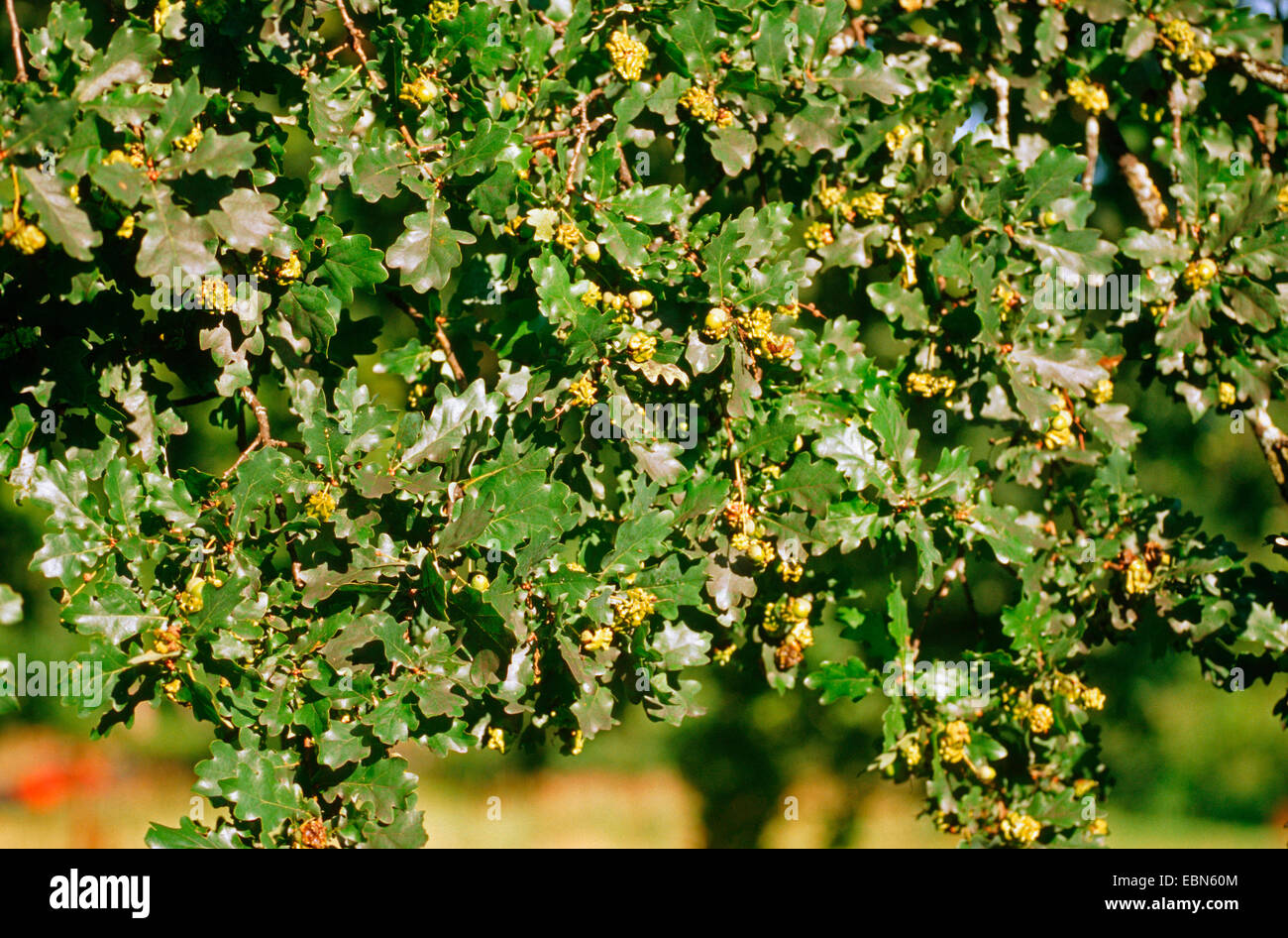 Acorn cup gall wasp, knopper (Andricus quercuscalicis gall), les galles vertes à une feuille de chêne, Quercus robur, Allemagne Banque D'Images