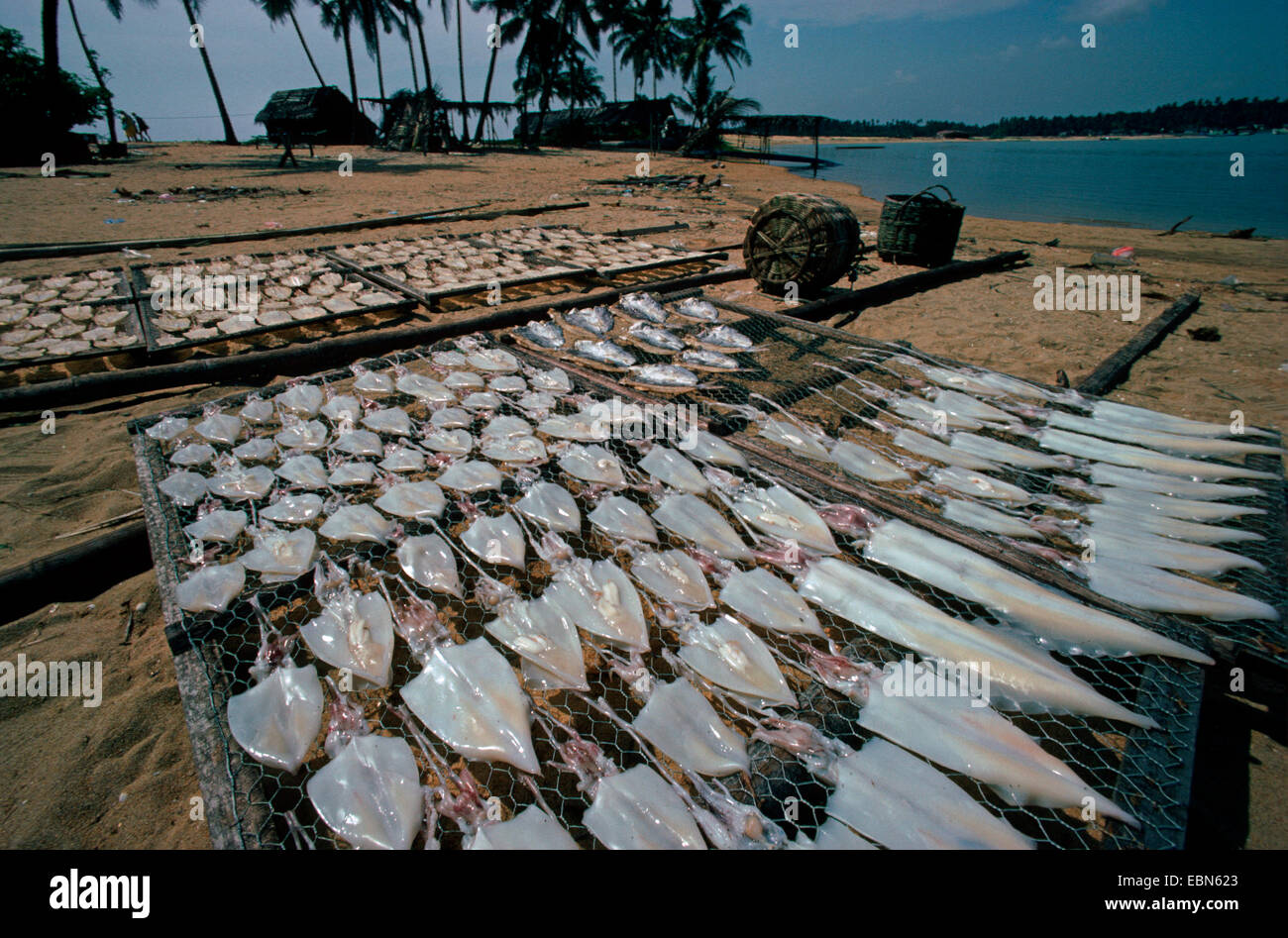 Coleoids (Coleoidea, Dibranchiata), beaucoup d'animaux répartis sur des grilles sur le sable pour le séchage, la Malaisie, Trengganu Banque D'Images