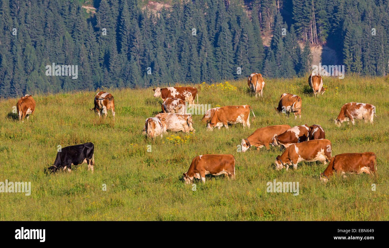 Les bovins domestiques (Bos primigenius f. taurus), sur l'alpage, l'Autriche, Kitzbuehel Banque D'Images