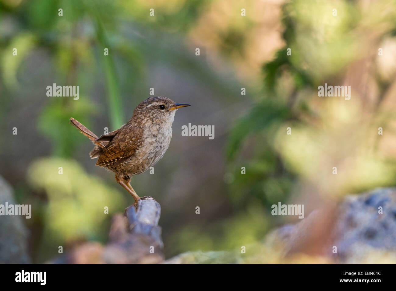 Wren eurasien (Troglodytes troglodytes), assis sur une pierre, Irlande Banque D'Images