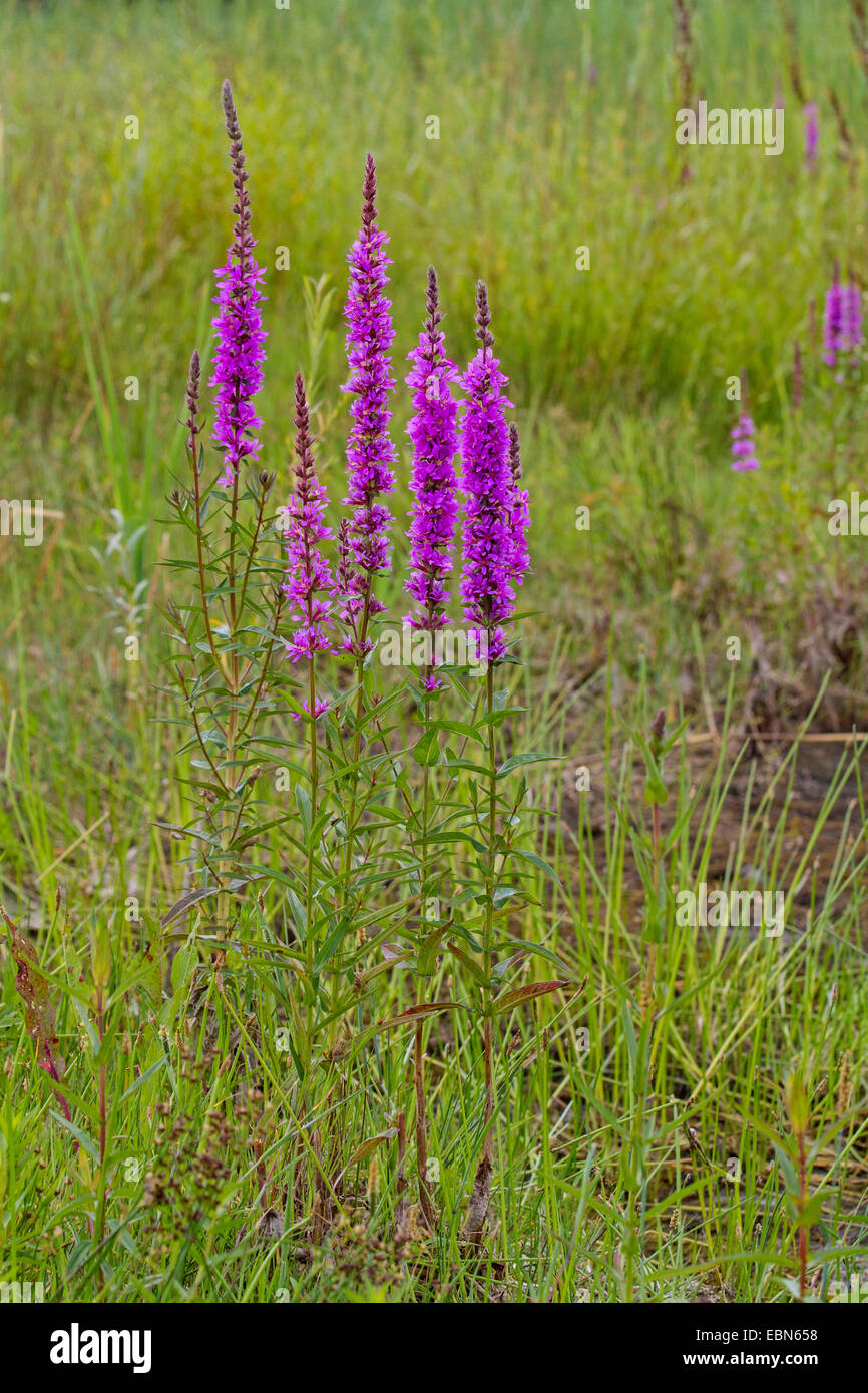 La salicaire, spiked salicaire (Lythrum salicaria), la floraison dans un pré, en Allemagne, en Bavière Banque D'Images