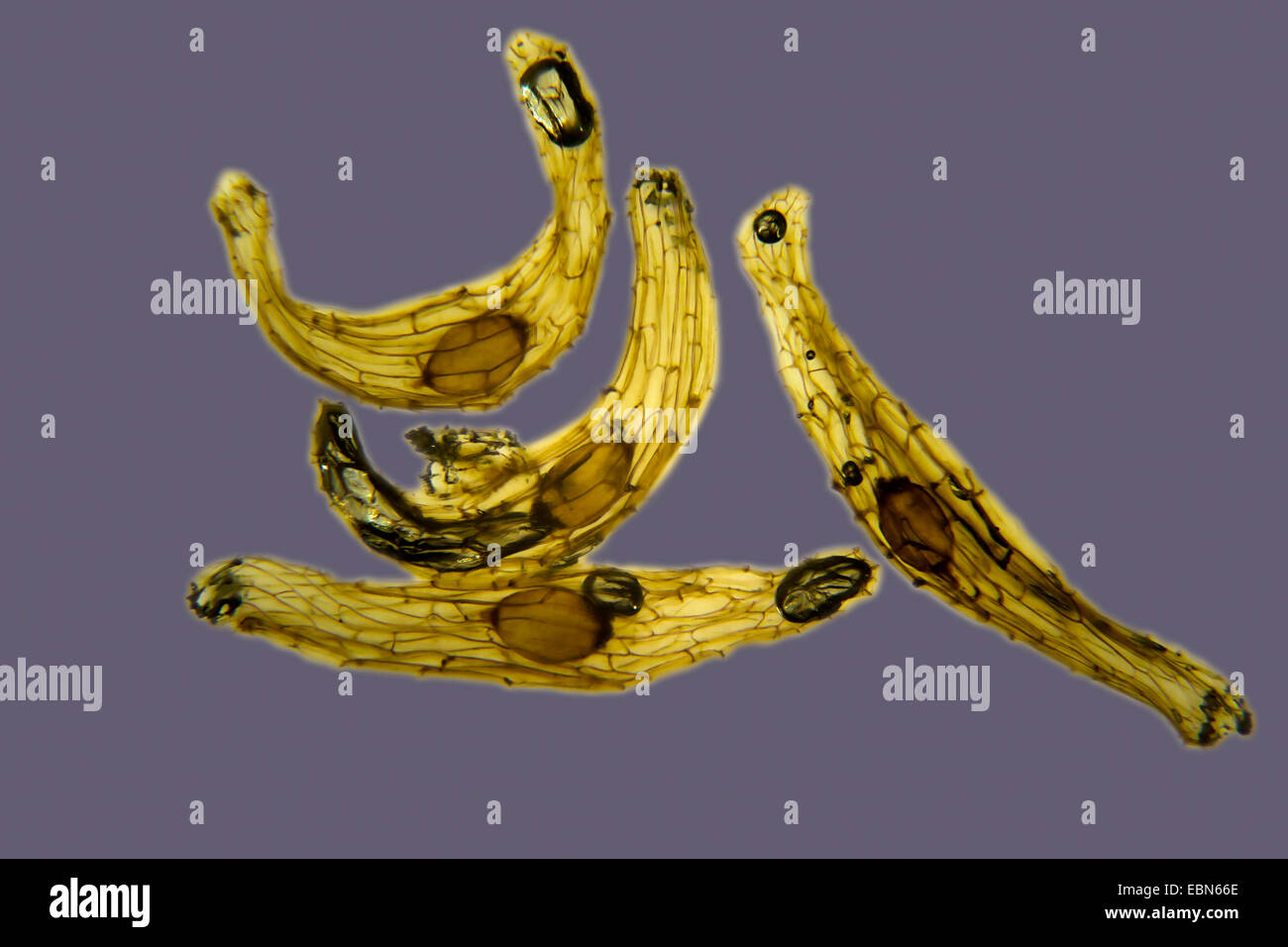 Lady's Slipper orchid (Cypripedium calceolus), des semences Banque D'Images