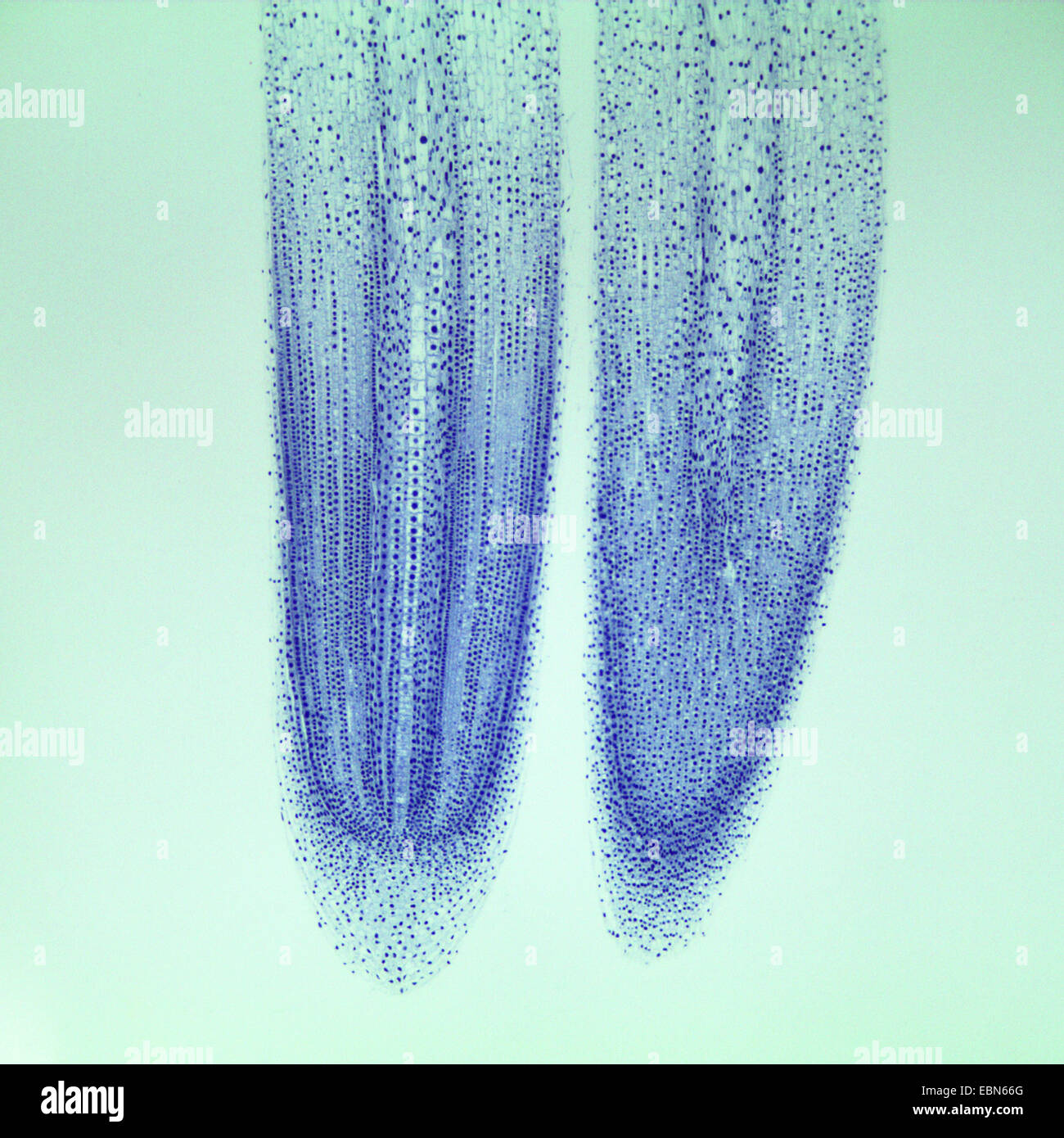 Jardin oignon, oignon, bulbe oignon commun (Allium cepa), de la coupe longitudinale de l'apex racinaire, 40 x Banque D'Images