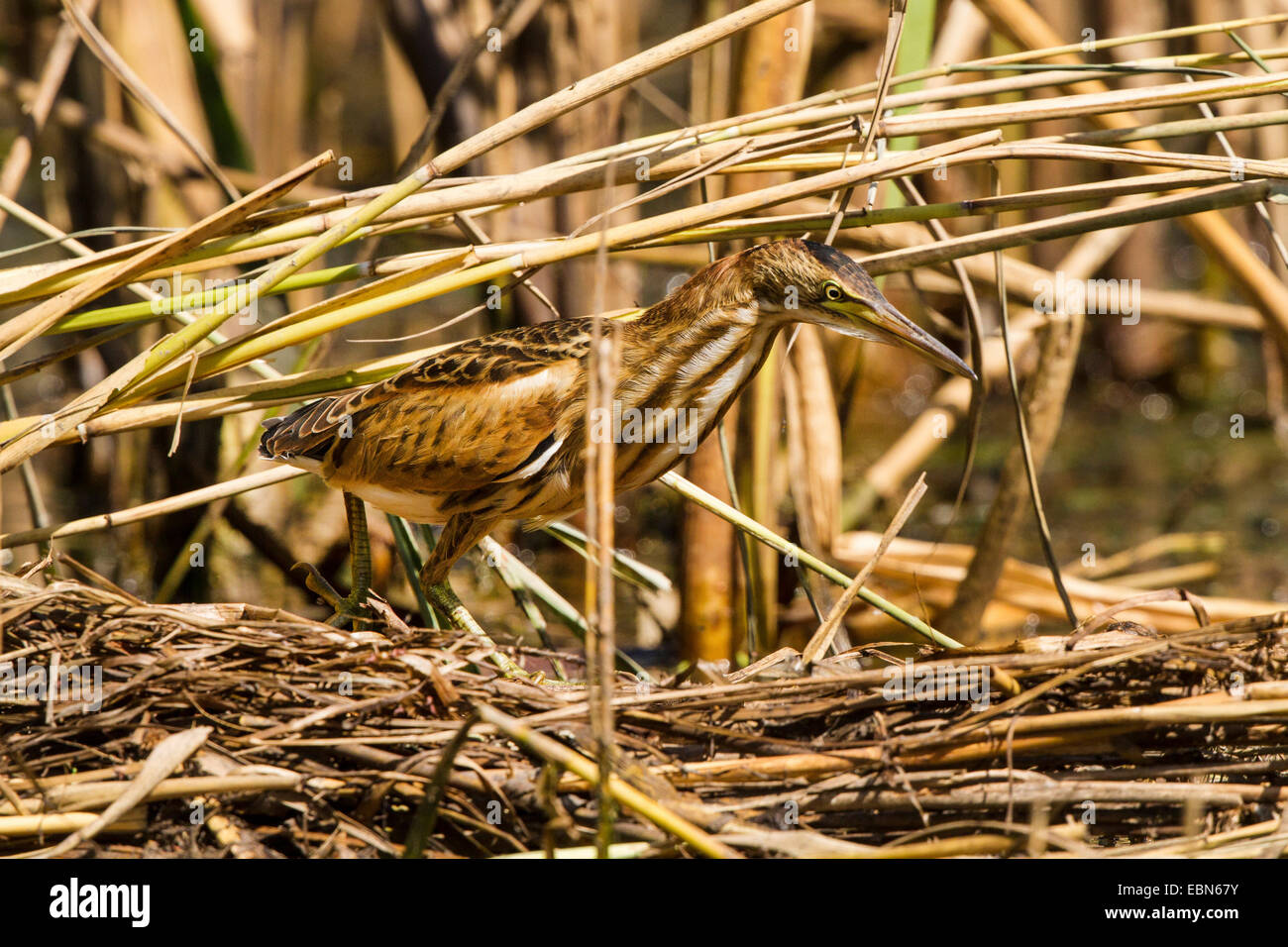 Blongios nain (Ixobrychus minutus), jeune oiseau au sein de Reed, l'Allemagne, la Bavière Banque D'Images