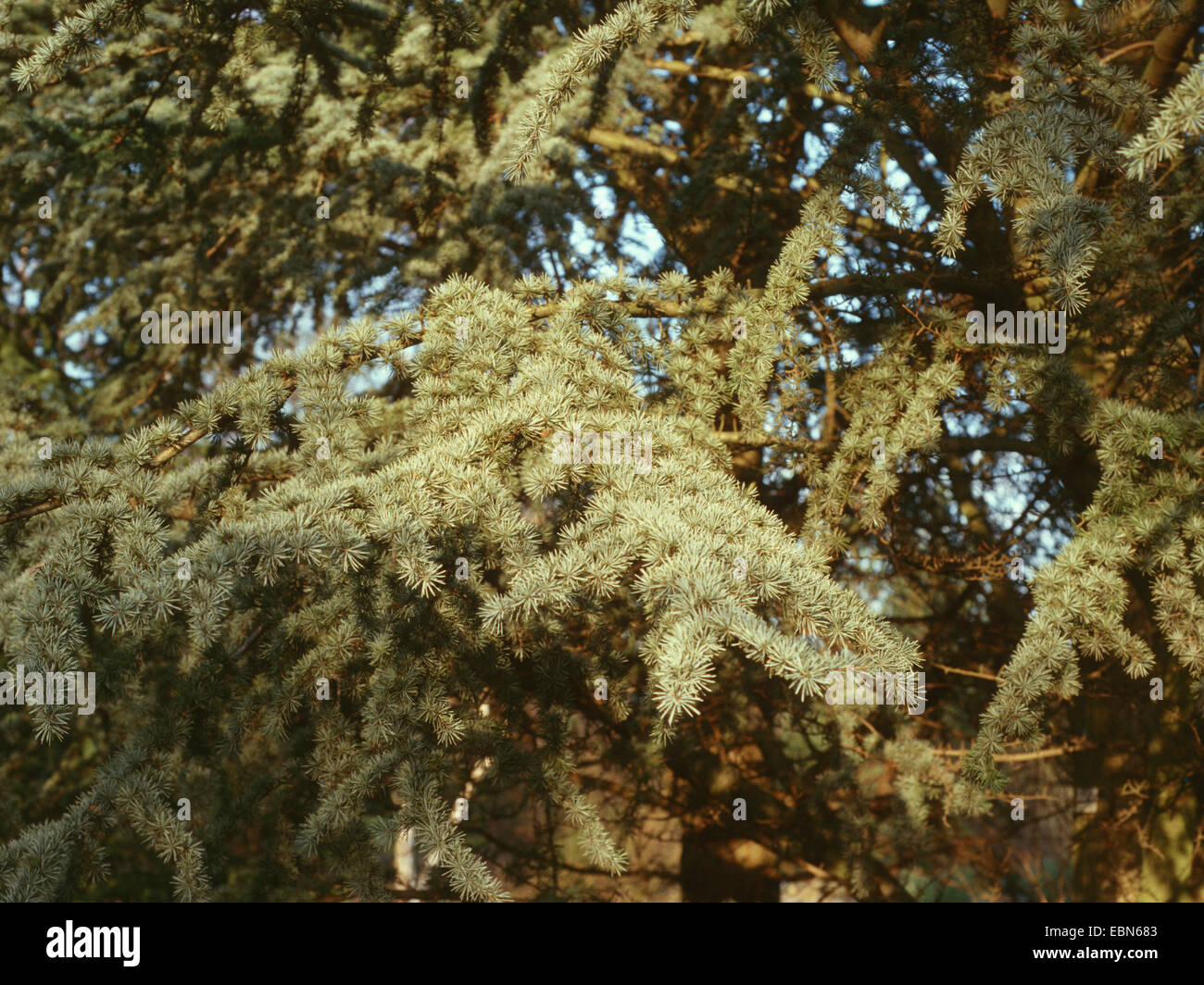 Le cèdre bleu (Cedrus atlantica 'Glauca', Cedrus atlantica Glauca), de la direction générale Banque D'Images
