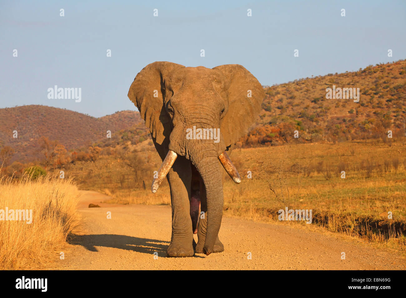 L'éléphant africain (Loxodonta africana), l'éléphant walkingon une route de terre, Afrique du Sud, le Parc National de Pilanesberg Banque D'Images