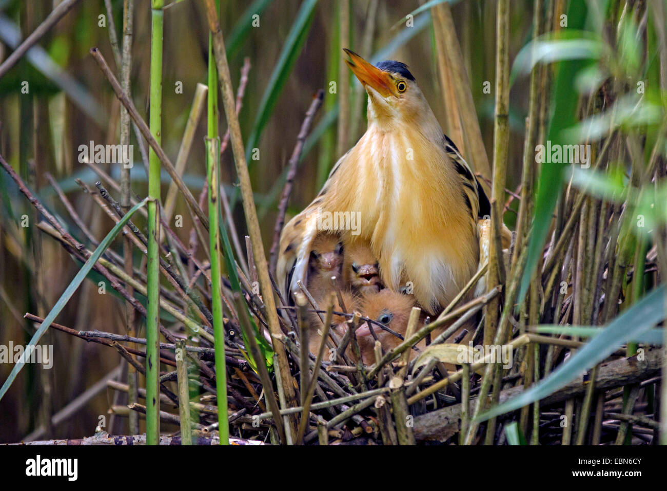 Blongios nain (Ixobrychus minutus), rassemblement d'hommes poussins sous les ailes, l'Allemagne, la Bavière Banque D'Images