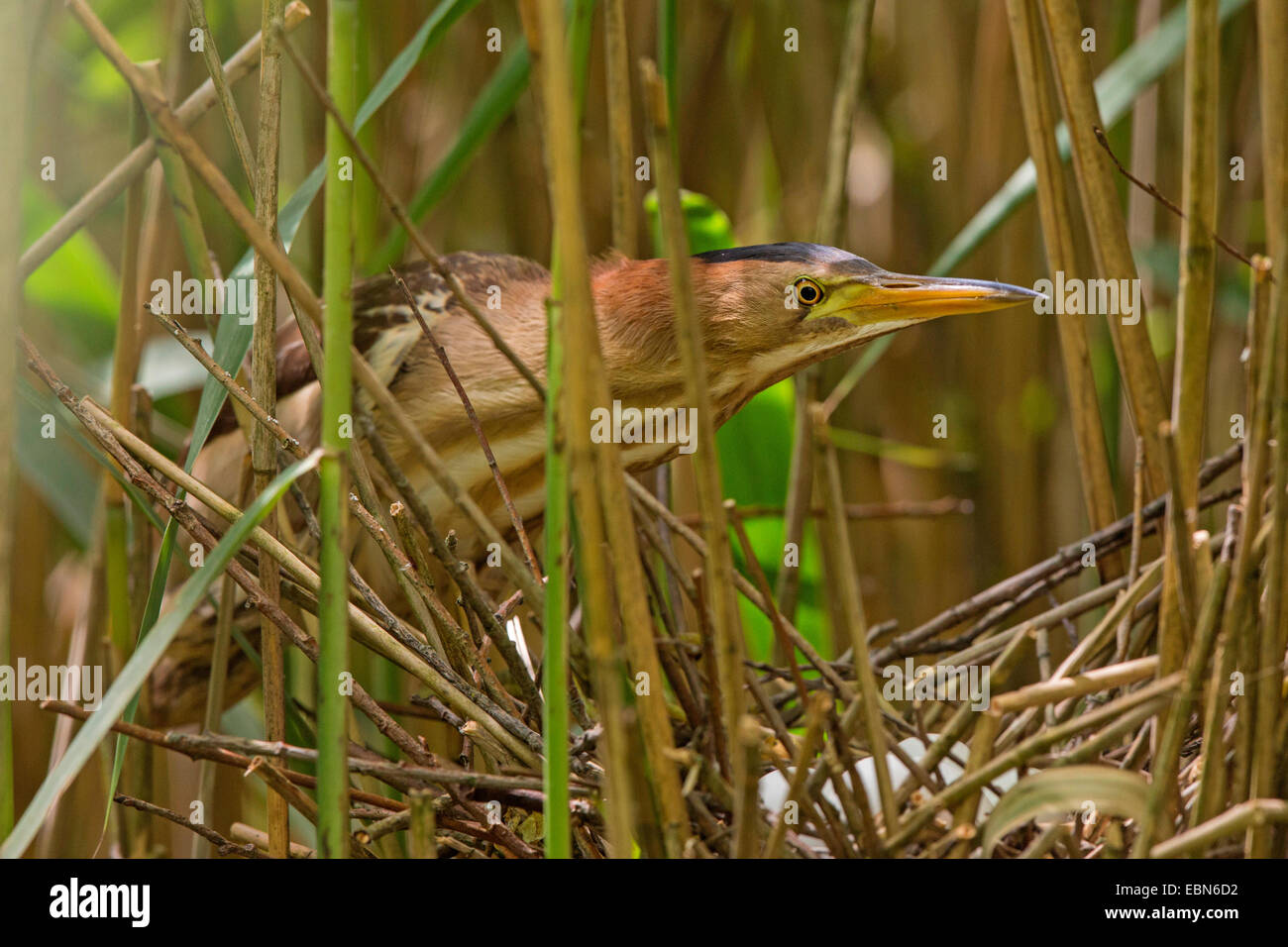 Blongios nain (Ixobrychus minutus), femme au nid avec des oeufs, de l'Allemagne, la Bavière Banque D'Images