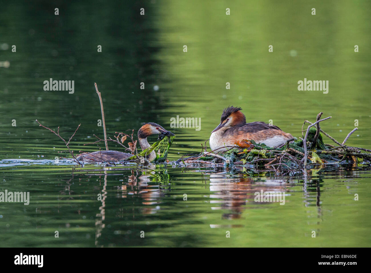 Grèbe huppé (Podiceps cristatus), ce qui porte le matériel du nid au nid avec mate de reproduction, l'Allemagne, la Bavière Banque D'Images