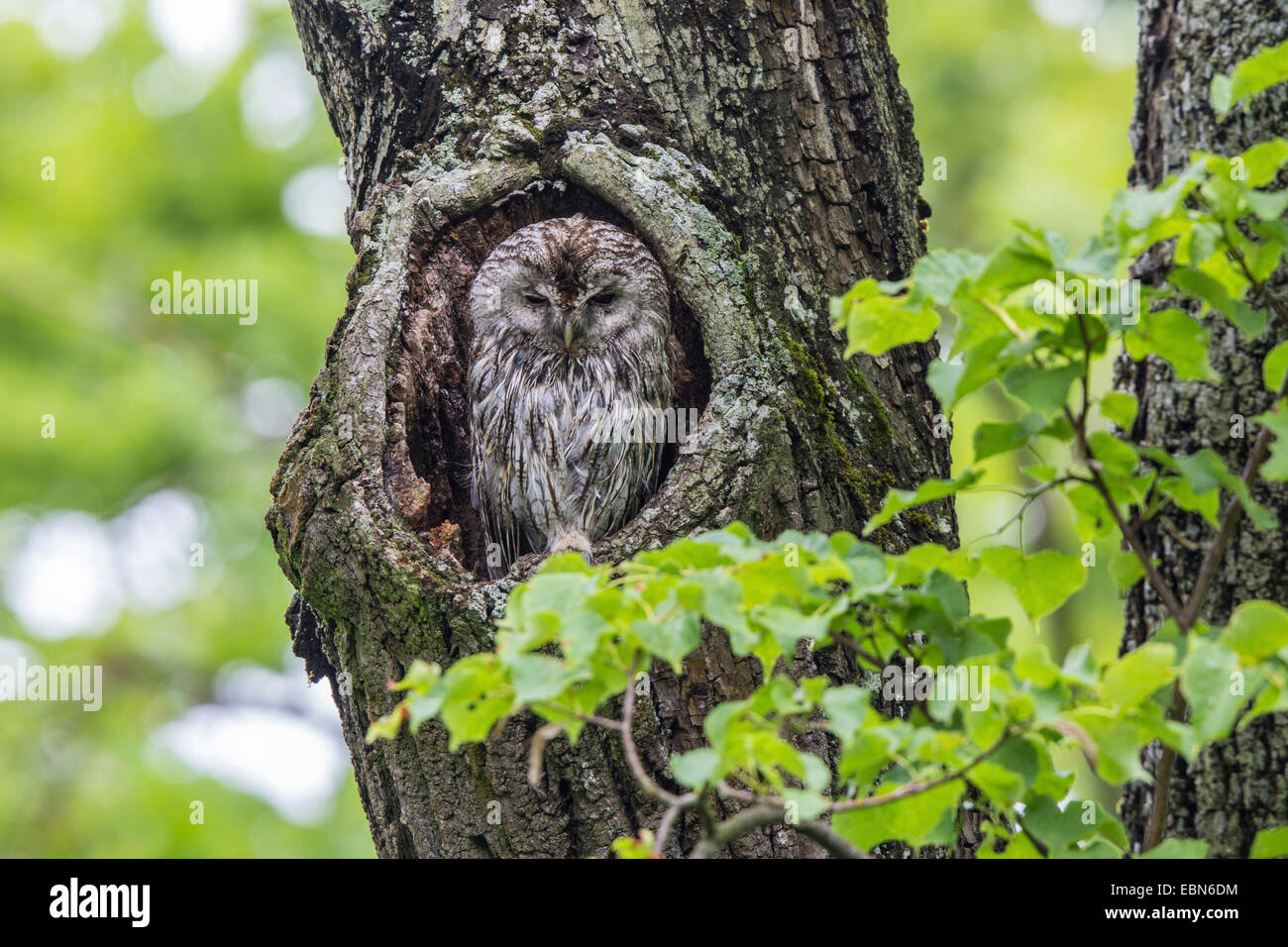 Chouette hulotte eurasien (Strix Aluco enr), dans le trou de l'arbre dans un chêne centenaire, l'Allemagne, la Bavière Banque D'Images