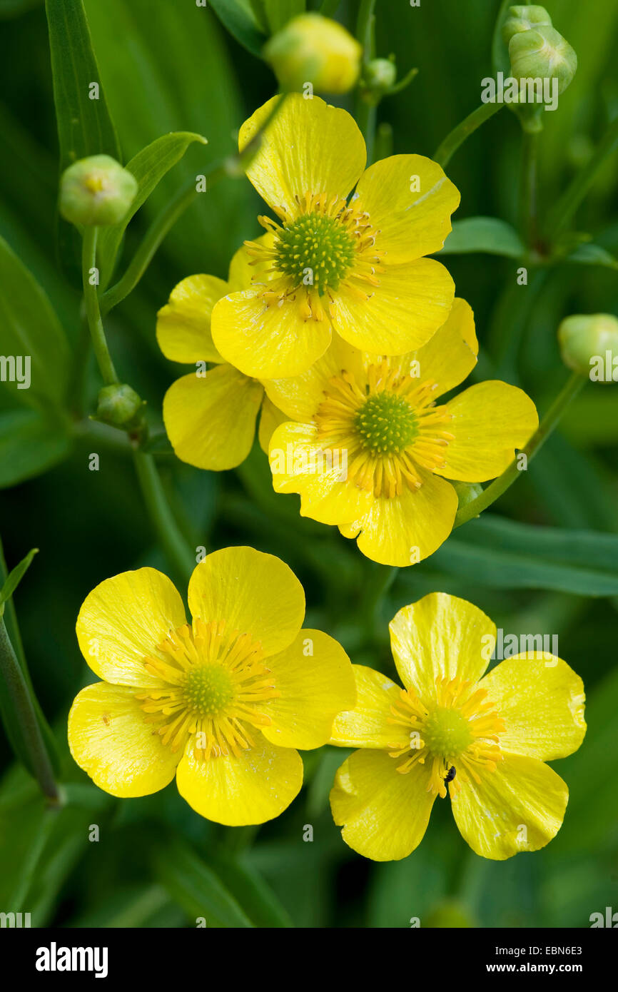 Une plus grande spearwort (Ranunculus lingua), fleurs, Allemagne Banque D'Images