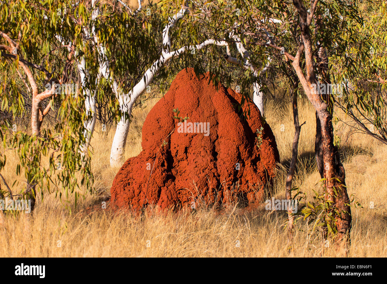 La colline de termites à l'outback australien, l'Australie, Australie occidentale, le parc national de Karijini Banque D'Images