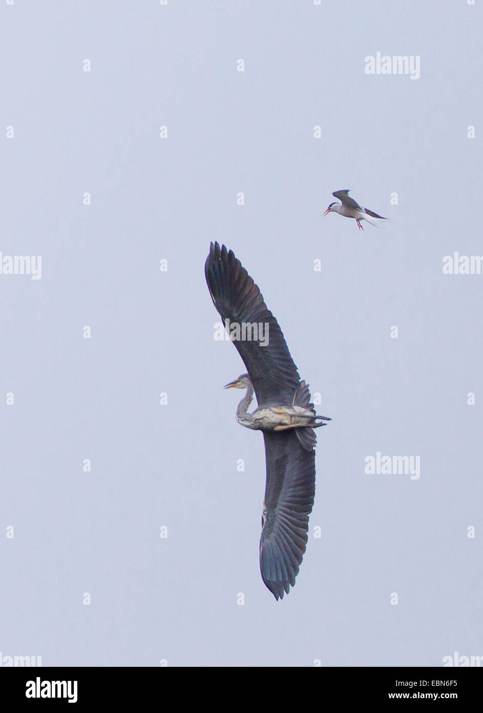 Sterne arctique (Sterna paradisaea), la sterne arctique shooing un héron cendré, en vol, la Norvège, Troms Banque D'Images