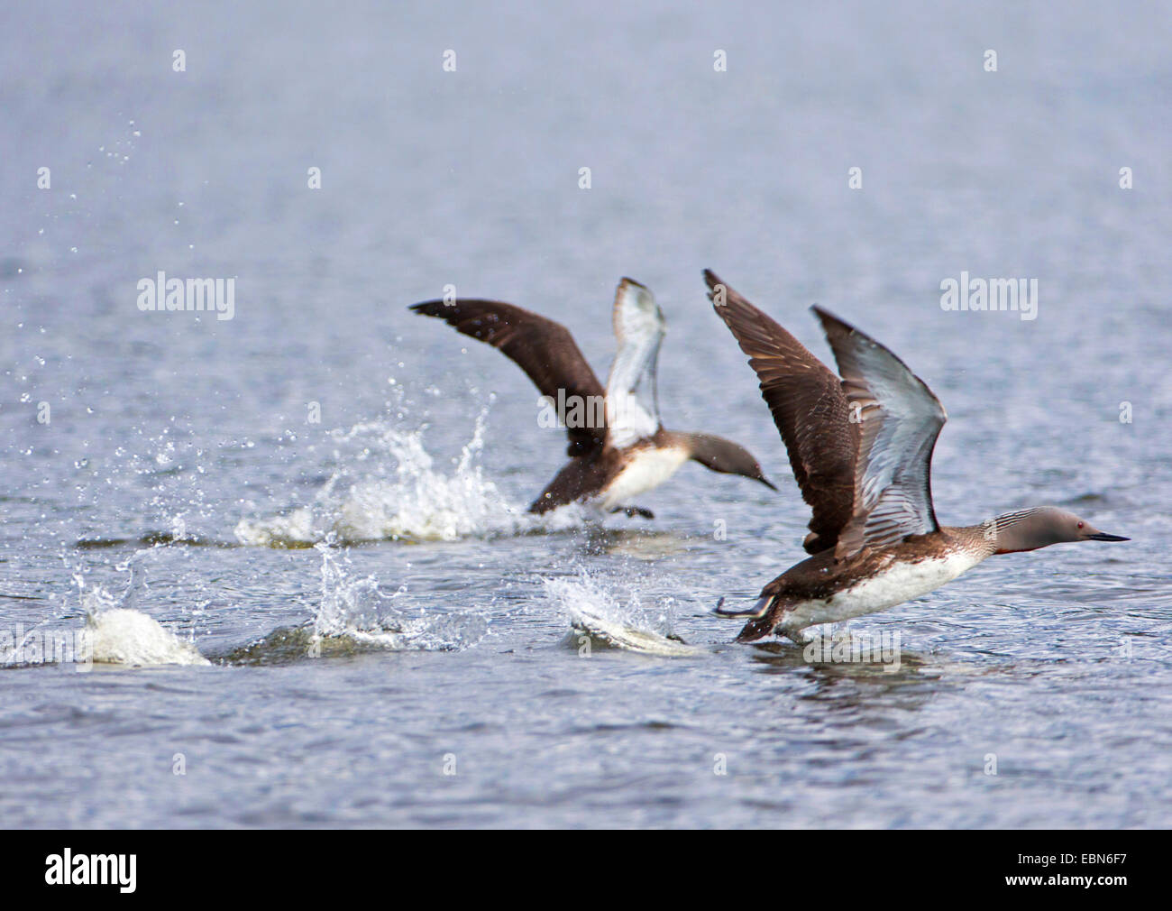 Jiujitsu (Gavia stellata), deux plongeurs à gorge rouge à partir de l'eau, de la Norvège, Troms Banque D'Images