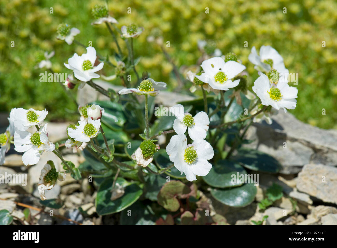 À FEUILLES DE Parnassie (Ranunculus parnassifolius), la floraison, la Suisse, Schynige Platte Banque D'Images
