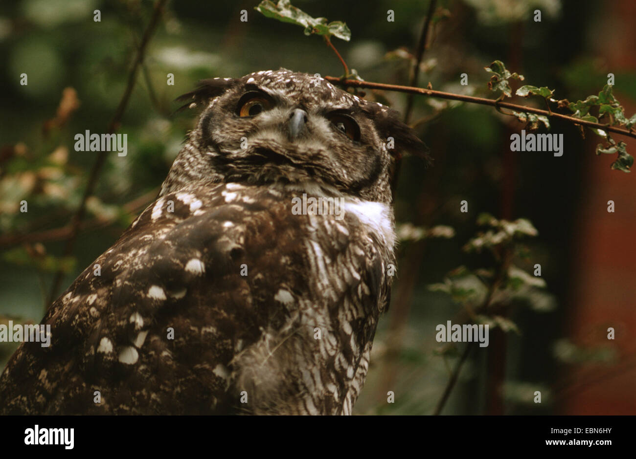 Spotted Eagle owl (Bubo africanus), assis sur une branche Banque D'Images