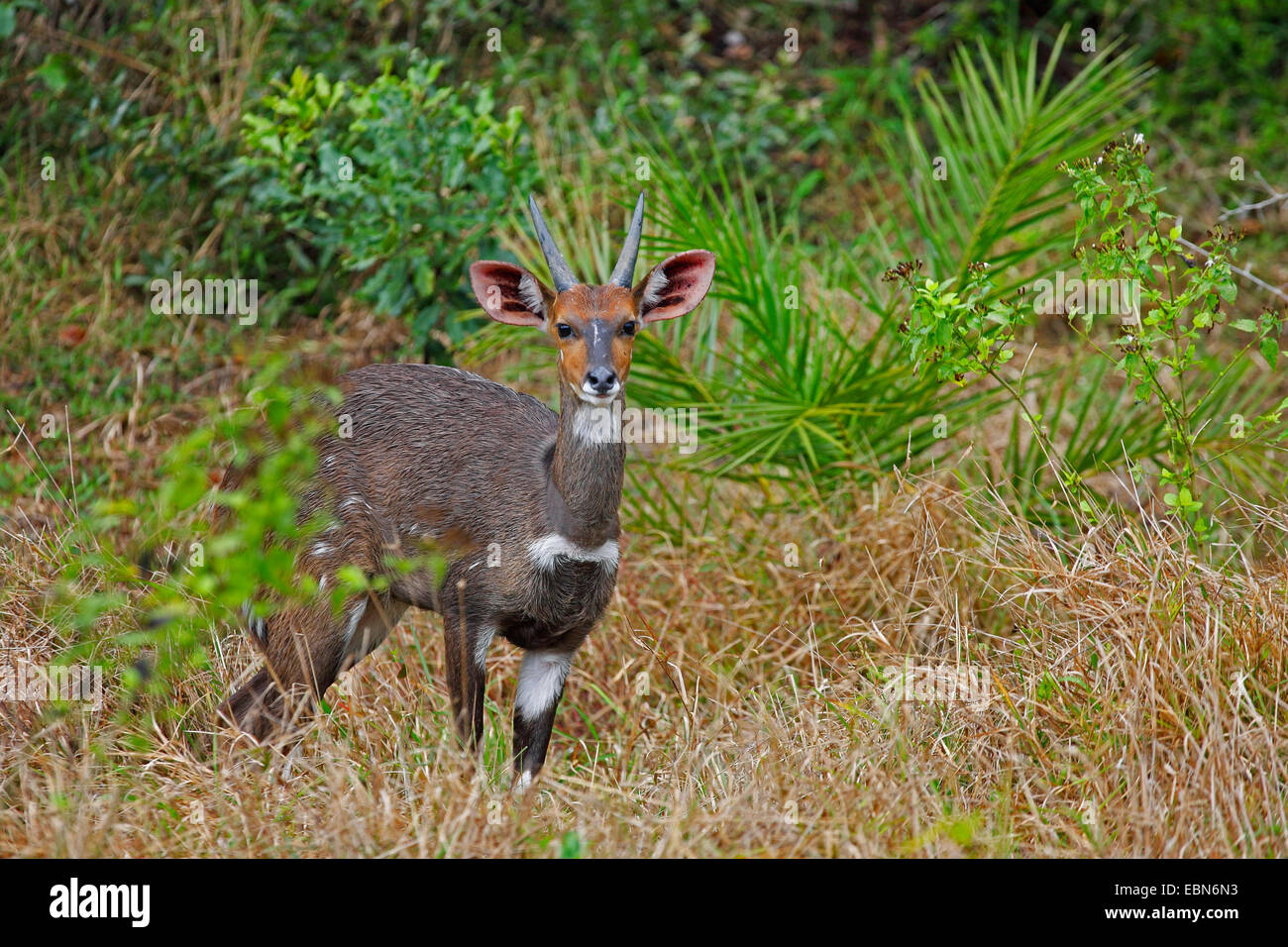 Bushbuck, harnachés Tragelaphus scriptus (antilope), jeune homme, Afrique du Sud, Sainte-Lucie Wetland Park Banque D'Images