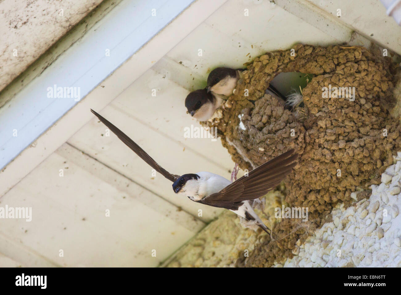 Maison commune (Delichon urbica), martin adultes laissant nest avec deux oisillons, l'Irlande, Foxford Banque D'Images