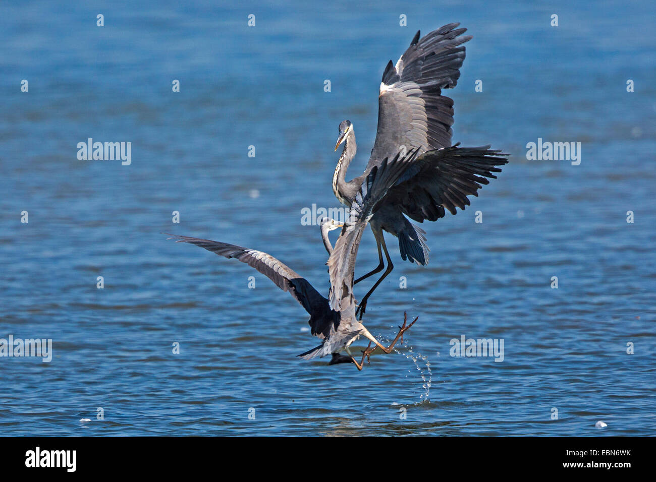 Héron cendré (Ardea cinerea), deux hérons en vol de combat, l'Allemagne, la Bavière, le lac de Chiemsee Banque D'Images