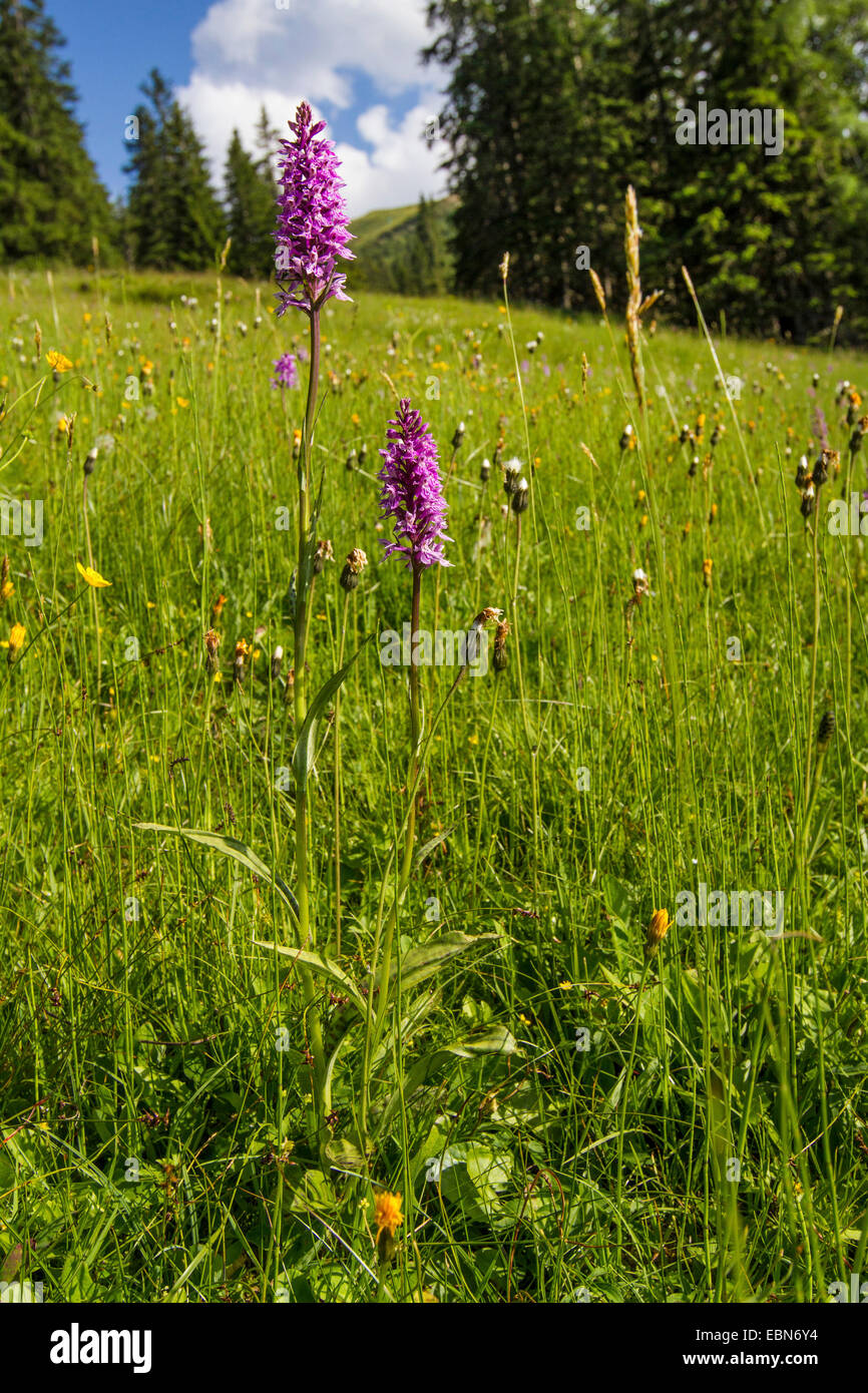 Orchidée parfumée (Gymnadenia conopsea), la floraison de prairie alpine, l'Autriche, le Tyrol Banque D'Images