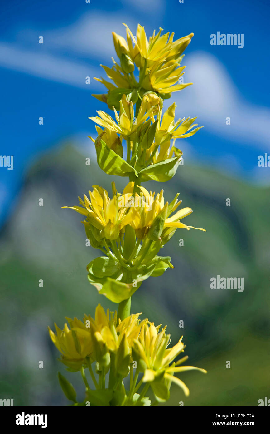 Gentiane jaune (Gentiana lutea), inflorescence, Allemagne, Bavière, Allgaeu, Oytal Banque D'Images