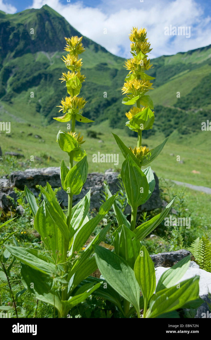 Gentiane jaune (Gentiana lutea), blooming, Allemagne, Bavière, Allgaeu, Oytal Banque D'Images