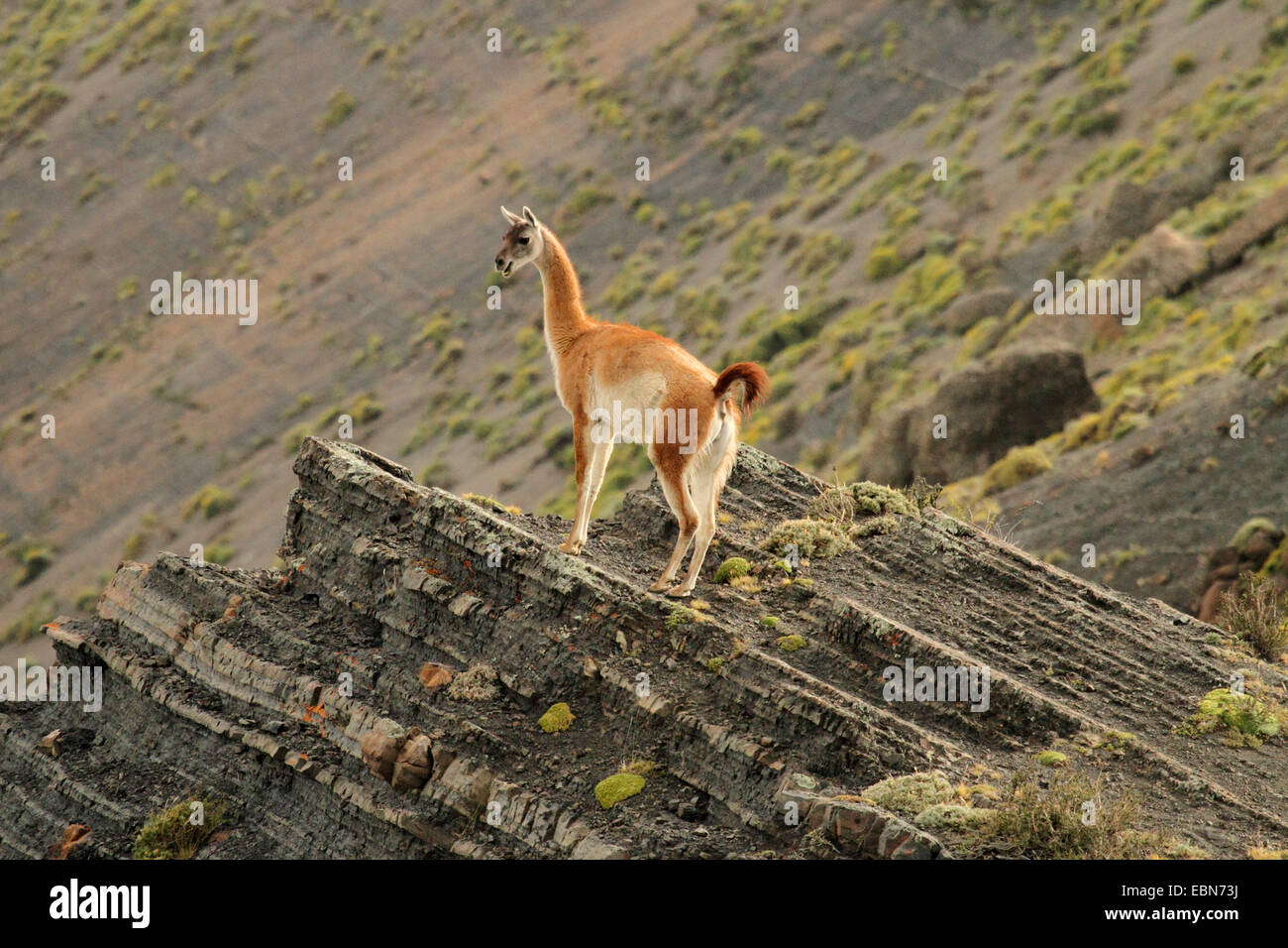 Guanaco (Lama guanicoe), sur la corniche, le Chili, l'Ultima Esperanza, Parc National Torres del Paine Banque D'Images