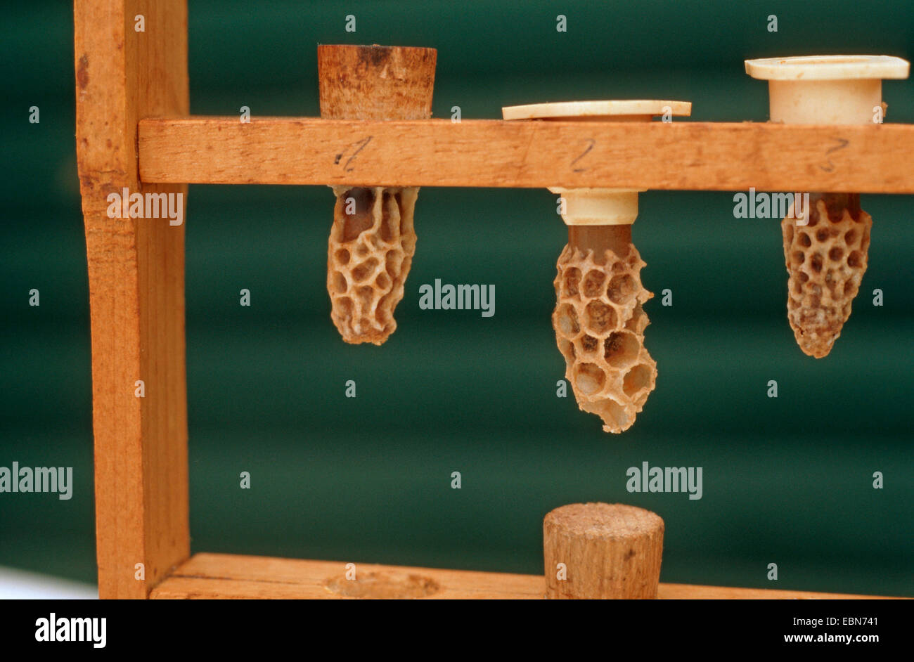 Abeille, ruche abeille (Apis mellifera mellifera), la reproduction des reines, Allemagne Banque D'Images