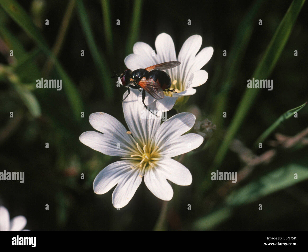 Souris de champ-oreille (Cerastium arvense), qui fleurit avec fly, Allemagne Banque D'Images