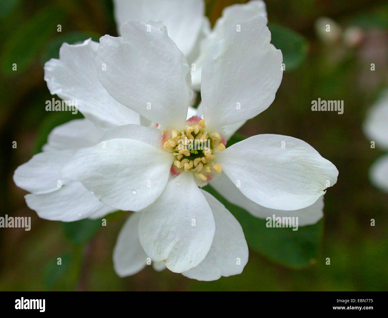 Perle commun Bush (Exochorda racemosa), fleur Banque D'Images