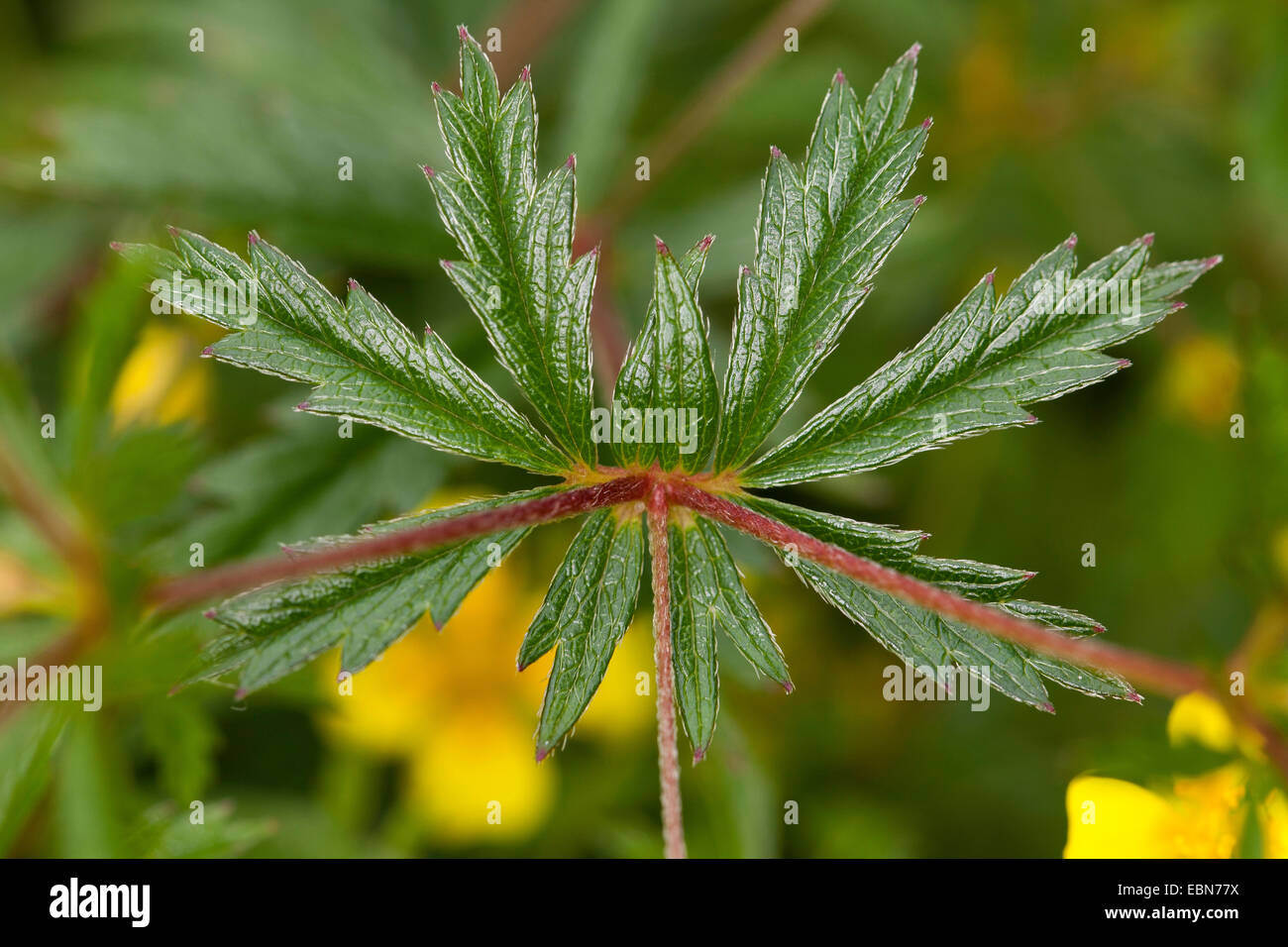 Tormentille commune, Blootroot, Shepherd's Knot (Potentilla erecta), feuille, Allemagne Banque D'Images