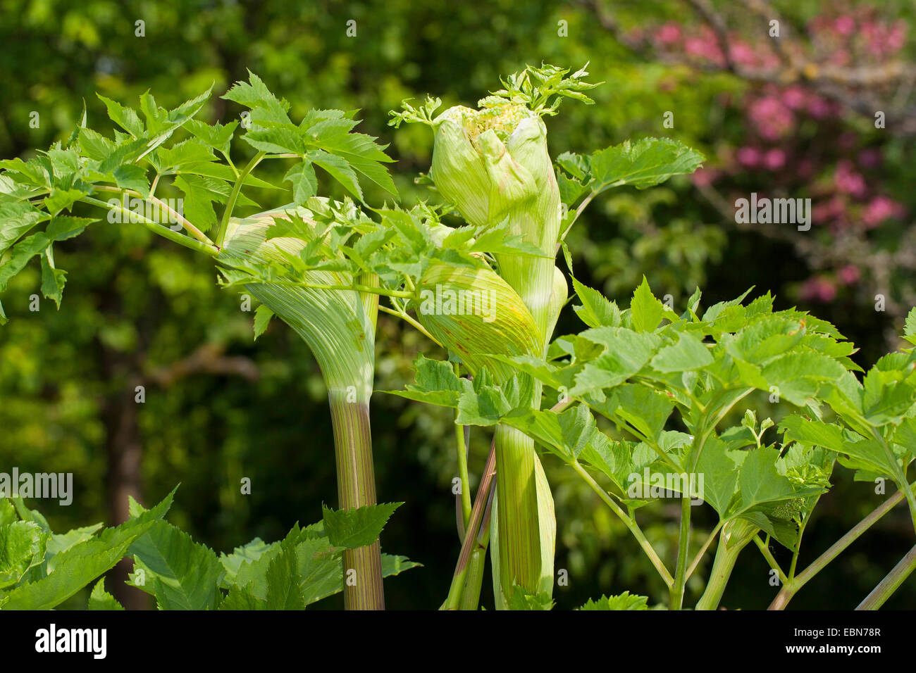 L'Angélique (Angelica archangelica), pousse une gaine foliaire, Allemagne Banque D'Images