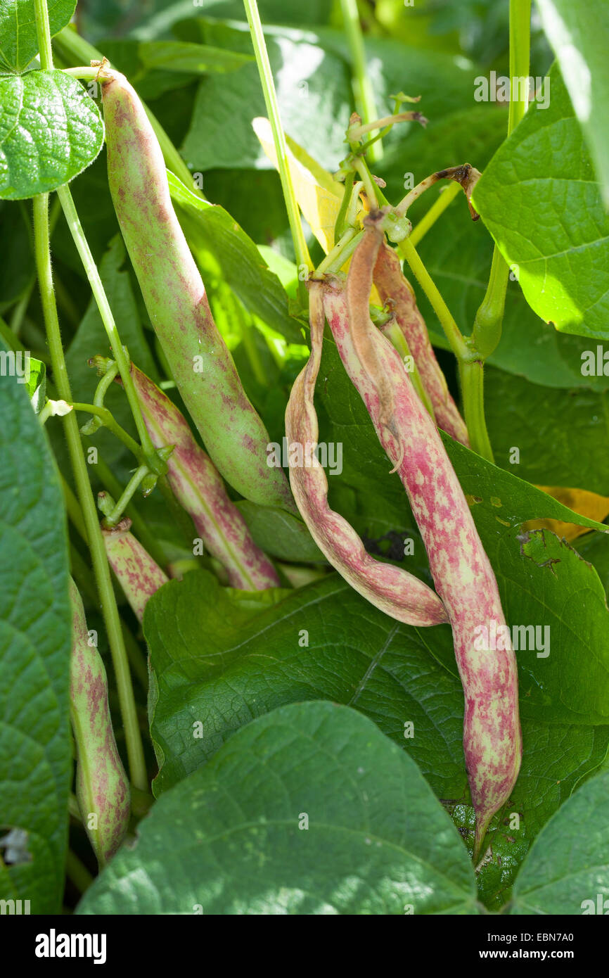 Le haricot commun (Phaseolus vulgaris), les haricots frais dans une usine Banque D'Images