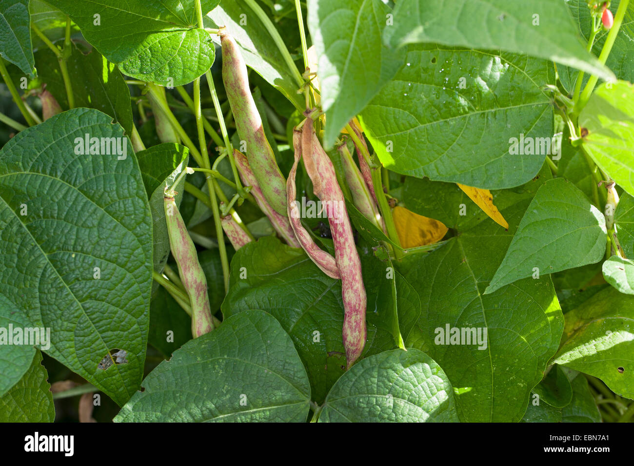Le haricot commun (Phaseolus vulgaris), les haricots frais dans une usine Banque D'Images