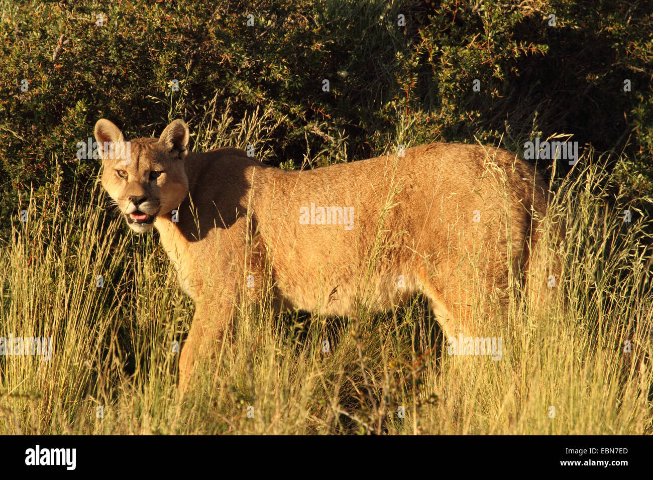 Puma, Mountain lion, le couguar (Puma concolor, Profelis concolor, Felis concolor), debout dans l'herbe haute, le Chili, l'Ultima Esperanza, Parc National Torres del Paine Banque D'Images