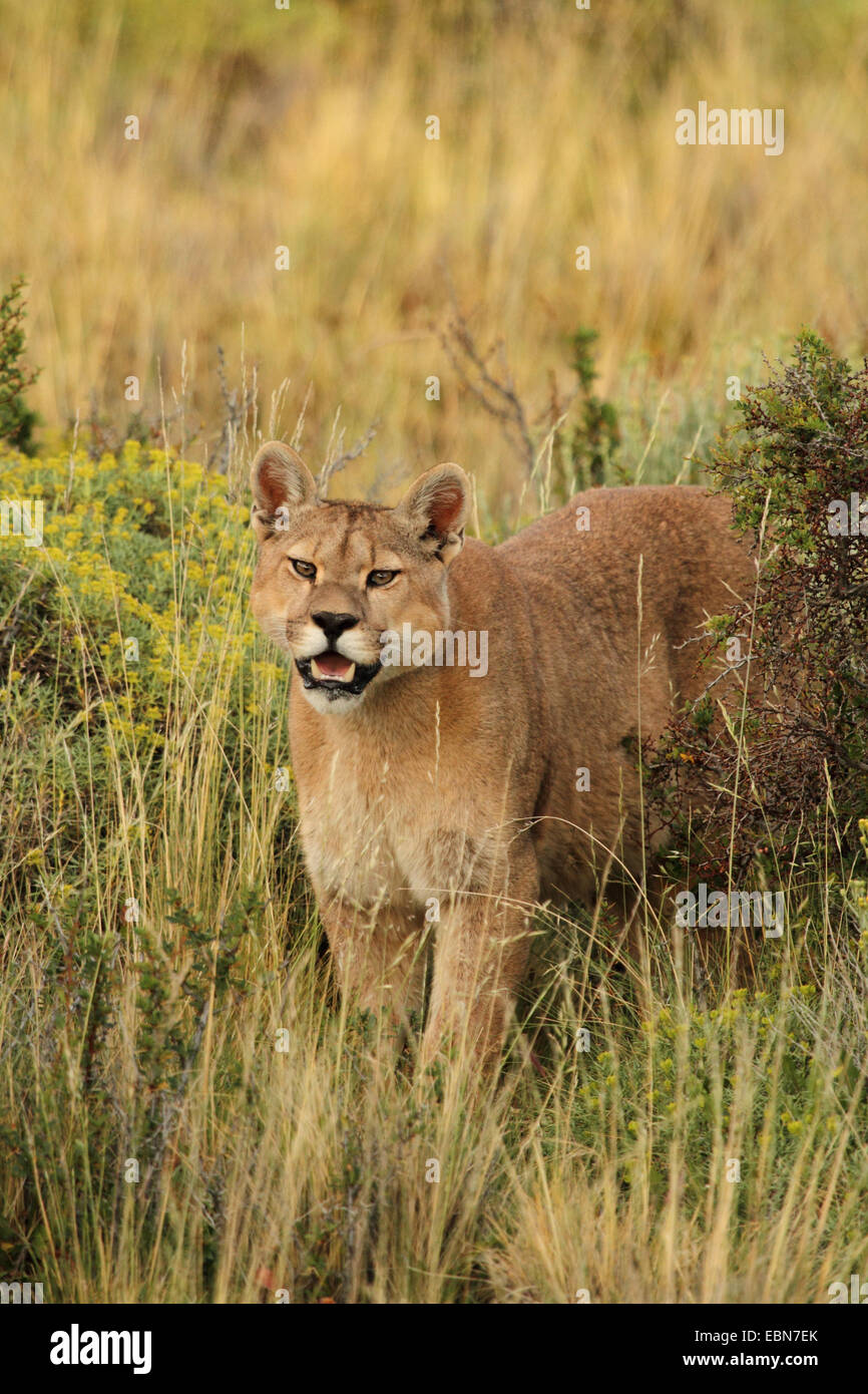 Puma, Mountain lion, le couguar (Puma concolor, Profelis concolor, Felis concolor), à la recherche avec curiosité chez le photographe, le Chili, l'Ultima Esperanza, Parc National Torres del Paine Banque D'Images