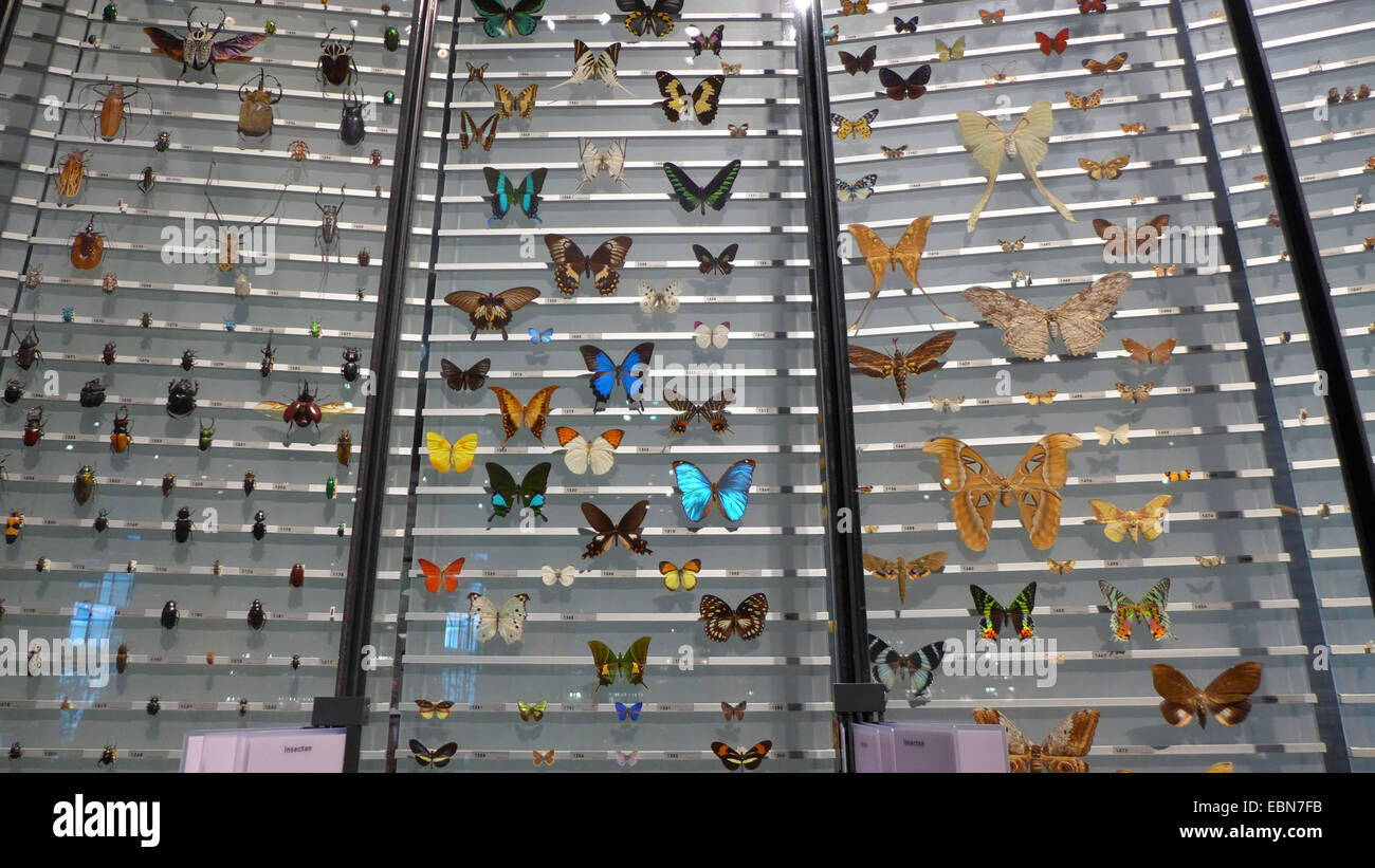 Show Case avec collection de papillons tropicaux Banque D'Images