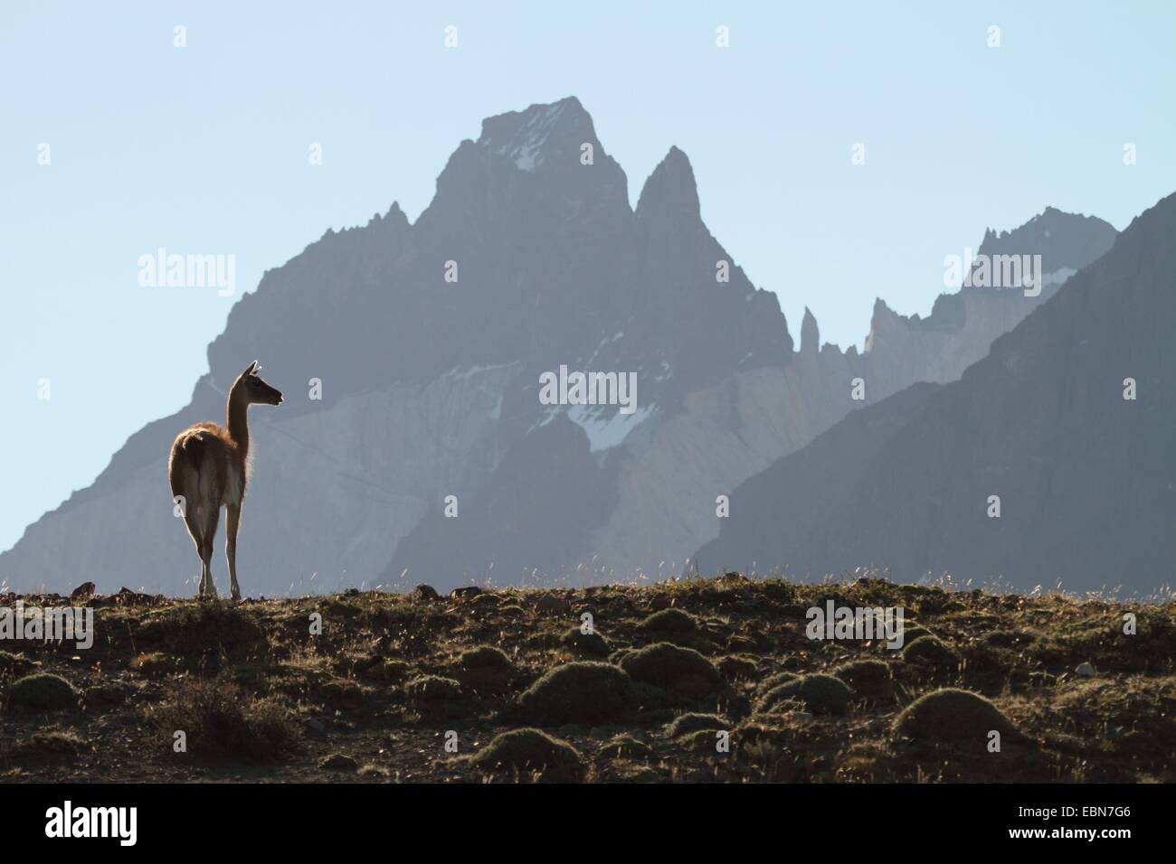 Guanaco (Lama guanicoe), en face de montagne en toile de fond, le Chili, l'Ultima Esperanza, Parc National Torres del Paine Banque D'Images