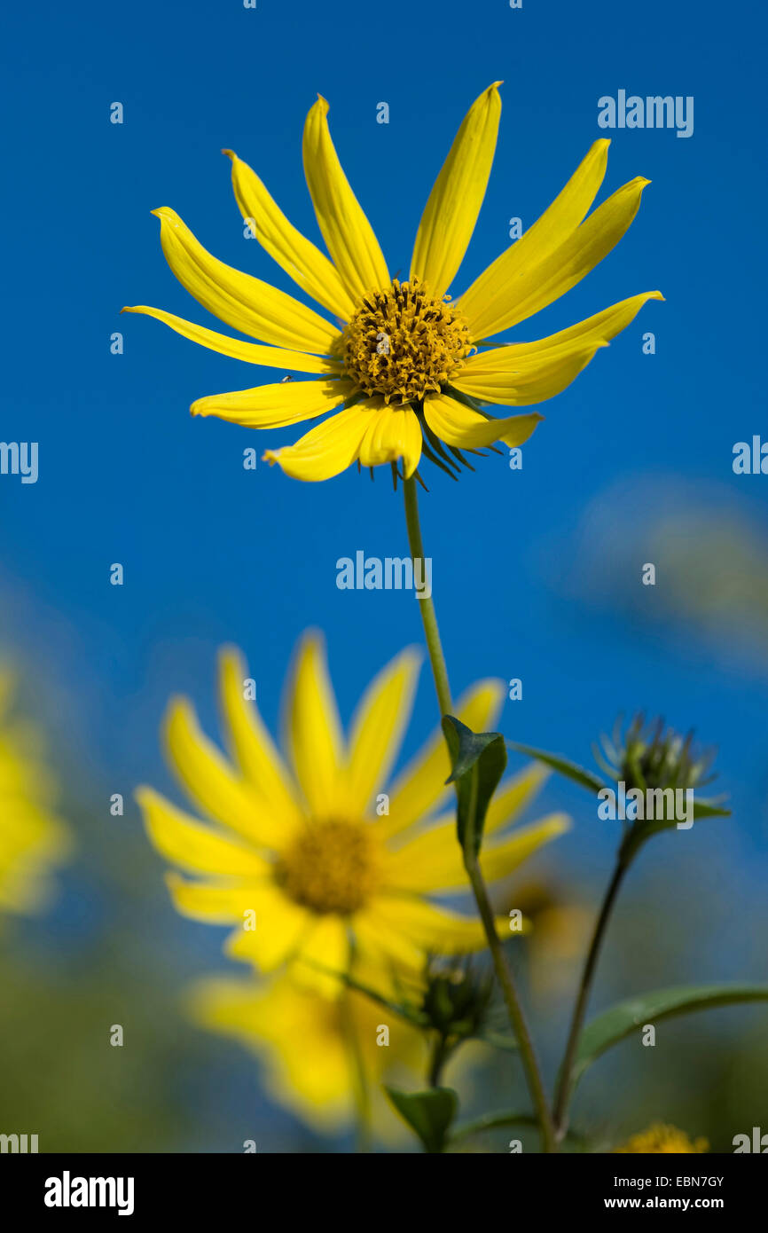 Tall tournesol (Helianthus giganteus), blooming Banque D'Images