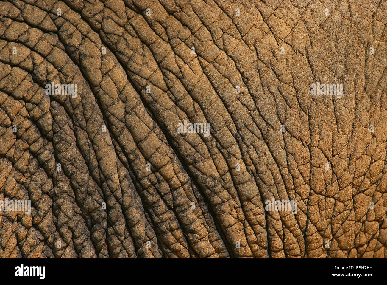 L'éléphant africain (Loxodonta africana), la peau Banque D'Images