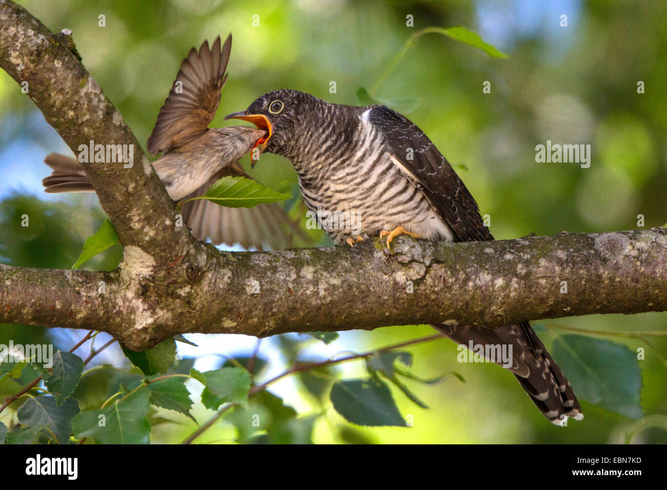 (Cuculus canorus cuckoo eurasien), Spotted Flycatcher nourrir les jeunes cuckoo, Allemagne, Bavière, le lac de Chiemsee Banque D'Images