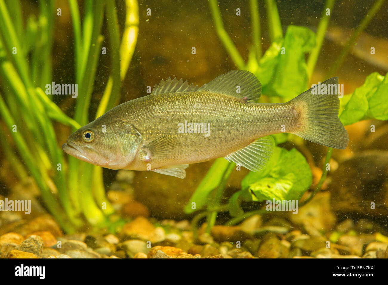 Black-bass à grande bouche, l'achigan à grande bouche (Micropterus salmoides), natation Banque D'Images