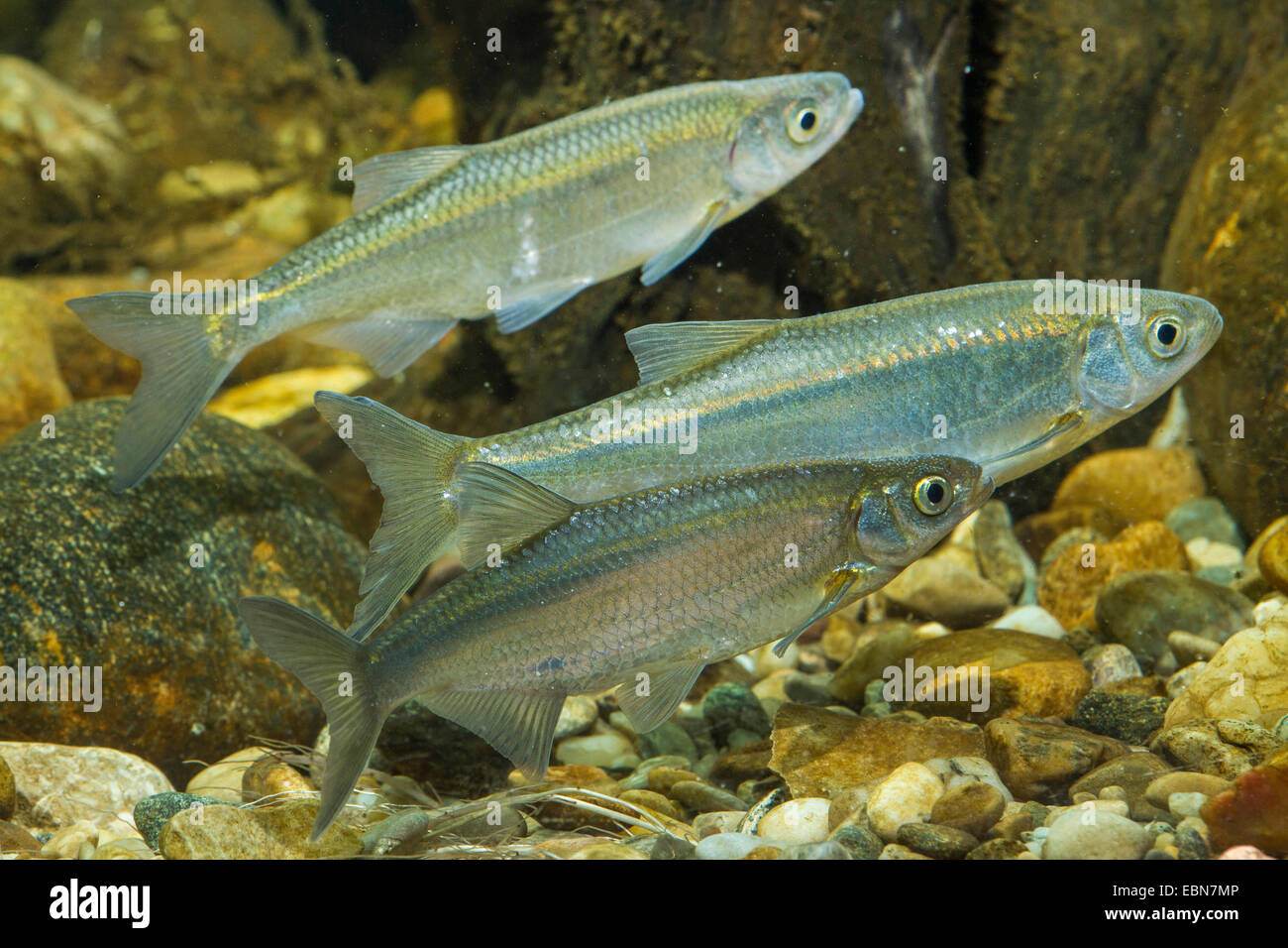 Sombre commun, sombre (Alburnus alburnus) des reproducteurs, et deux milters avec coloration de frai Banque D'Images