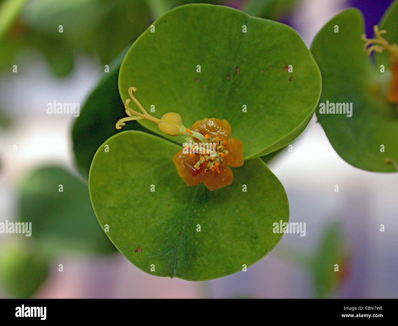 L'euphorbe ésule (Euphorbia dendroides Woody), inflorescence Banque D'Images