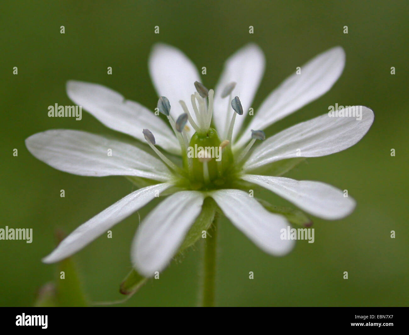 Mouron des oiseaux d'eau, de l'eau, le mouron-starwort géant (Myosoton aquaticum, Stellaria aquatica), fleur, Allemagne Banque D'Images