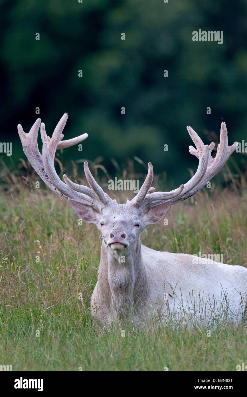 Red Deer (Cervus elaphus), hart avec le bois de velours couché dans un pré, Danemark Banque D'Images