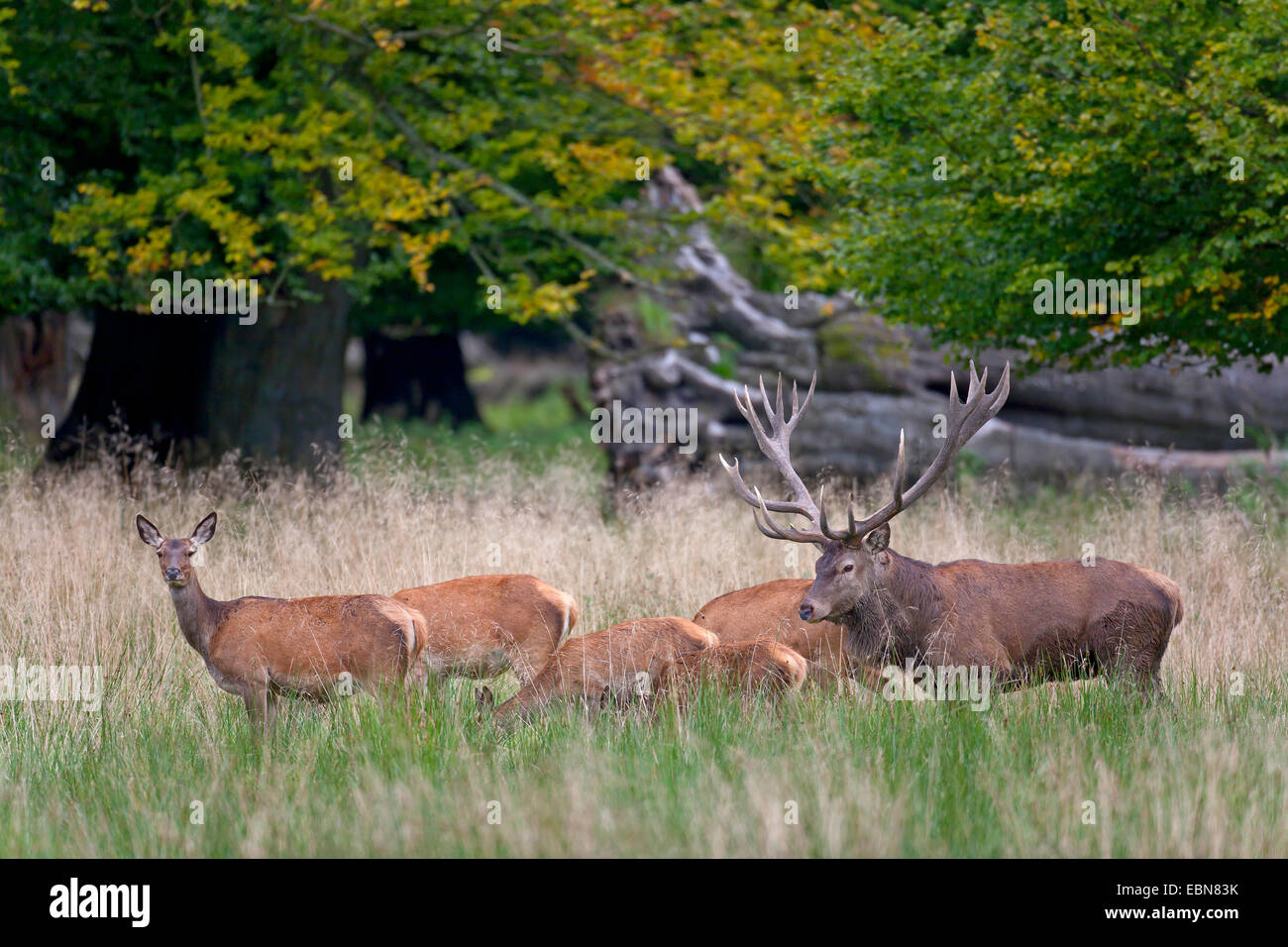 Red Deer (Cervus elaphus), troupeau debout dans un pré, Danemark, Seeland Banque D'Images