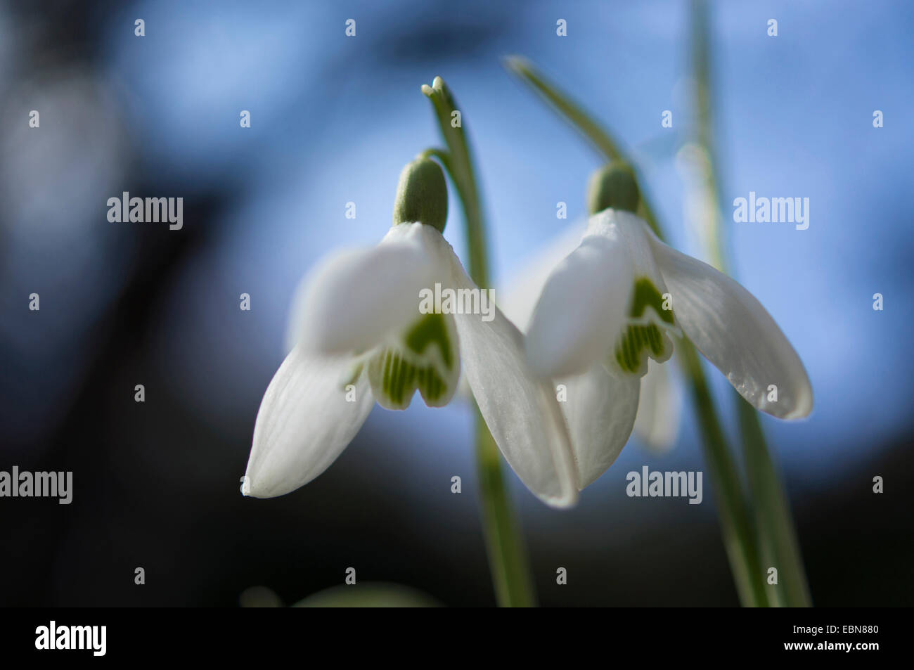 Snowdrop Galanthus nivalis (commune), deux fleurs, Allemagne Banque D'Images